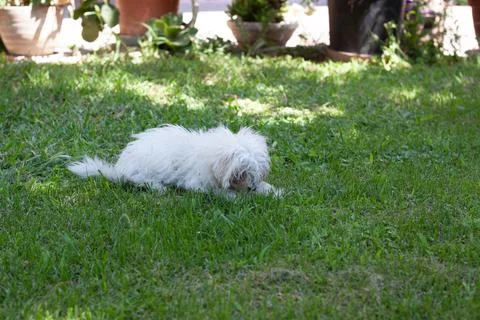 White dog Stock Photos