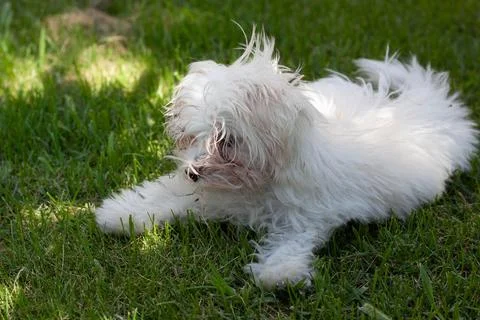 White dog Stock Photos