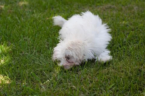 White dog Stock Photos