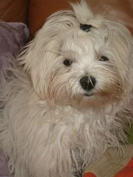 White dog Stock Photos