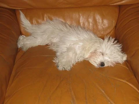 White dog Stock Photos
