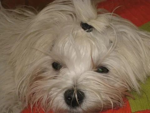 White dog Stock Photos