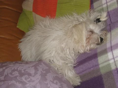 White dog Stock Photos