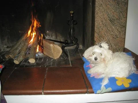 White dog Stock Photos