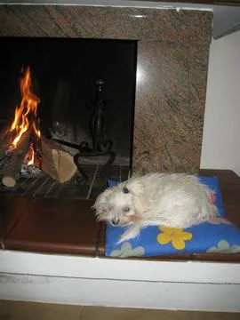 White dog Stock Photos