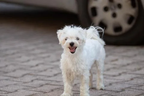 White dog Stock Photos