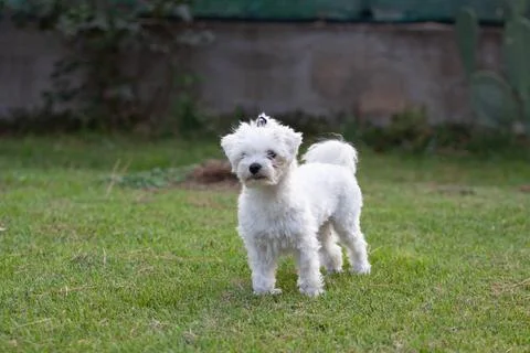 White dog Stock Photos