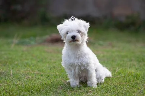 White dog Stock Photos