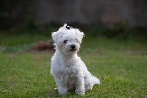 White dog Stock Photos