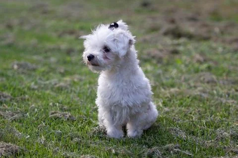 White dog Stock Photos