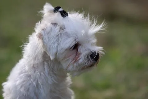 White dog Stock Photos