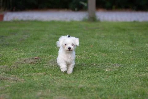 White dog Stock Photos