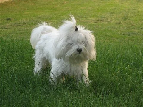 White dog Stock Photos