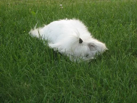 White dog Stock Photos