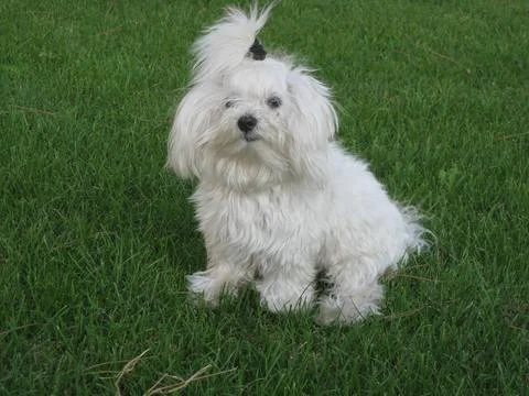 White dog Stock Photos