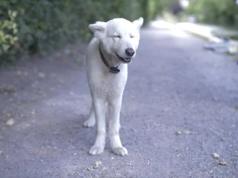 White Dog Stock Photos