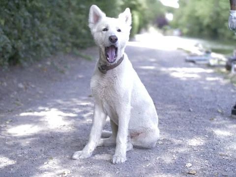 White Dog Stock Photos