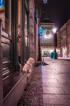A white dog 스톡 사진