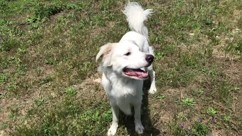 White dog playing and missing a stick Stock Footage 132216132