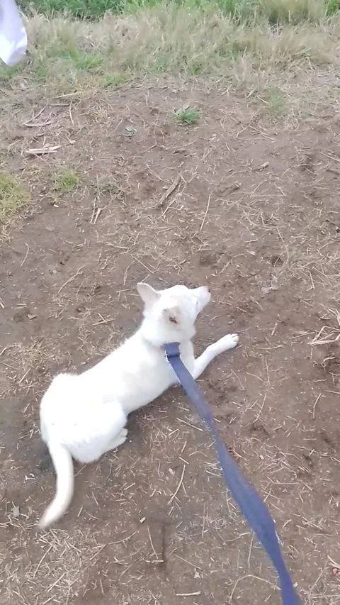 A white dog playing 動画素材 267028438