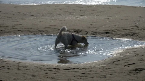 White dog plays in the beach jumping into the water. Stock Footage 126074832