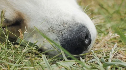 White dog portrait Stock Footage 91795154