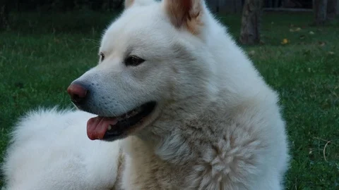 White dog portrait Stock Footage 113924508