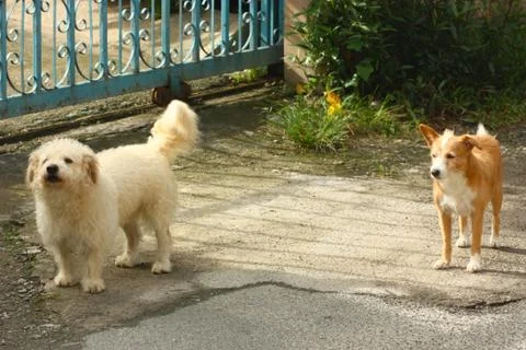 White dog prepare to attack Stock Photos