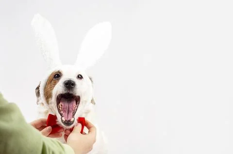 A white dog with rabbit ears is given a red butterfly. Stock Photos