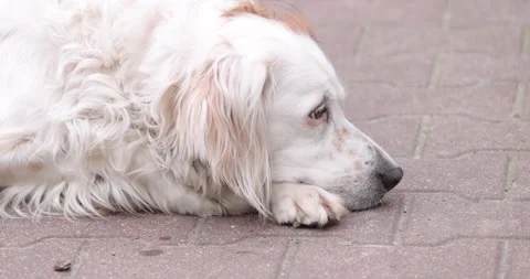 White dog Ready to Fall Asleep, slowly closes . Closeup Stock Footage 153016031