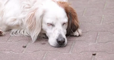White dog Ready to Fall Asleep, slowly closes . Closeup Stock Footage 153016040