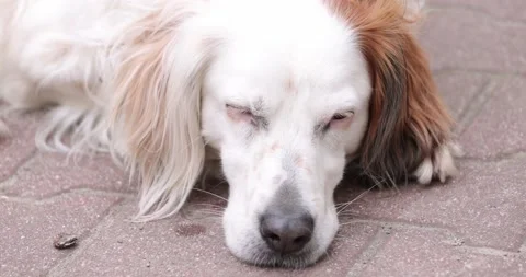 White dog Ready to Fall Asleep, slowly closes . Closeup Stock Footage 153016054