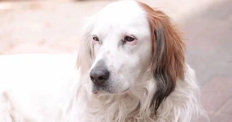 White dog Ready to Fall Asleep, slowly closes . Closeup Stock-Footage 153016071