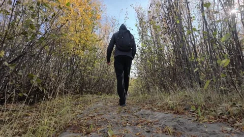 White dog in red harness leads hiker down leaf-strewn autumn forest path Stock Footage 346551547