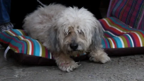 White dog resting and looking around. 스톡 동영상 106973434