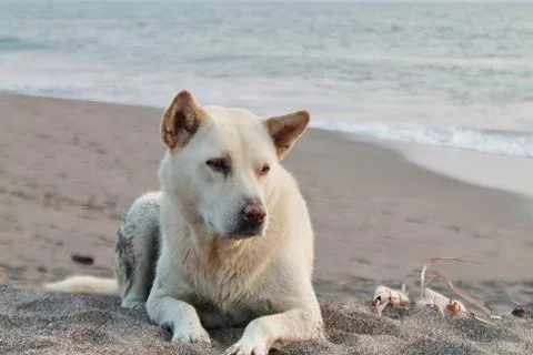White Dog Resting On Beach Sand Ocean Waves Canggu Beach Bali Closeup Stock Photos