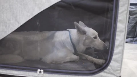 A white dog resting comfortably inside a portable soft crate with mesh sides, pr Stock Footage 294774299