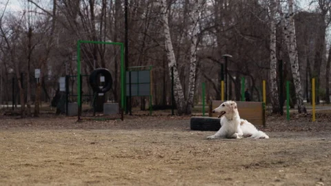 White Dog Resting on Dirt Ground in Park with Exercise Equipment and Trees with Stock Footage 345849129