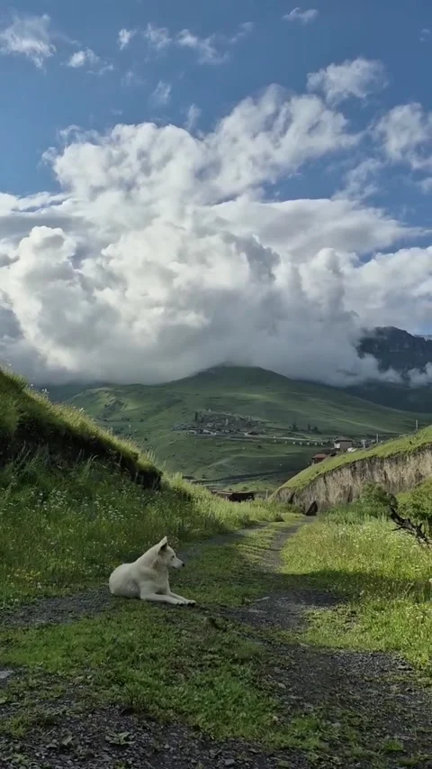 White Dog Resting on Mountain Path Under Cloudy Sky 库存影片 342265447