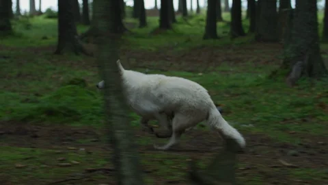 White dog running Video stock 100048676