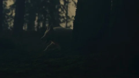 White dog running Stock Footage 100049284