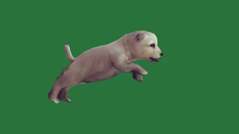 A white dog running on green screen and polar bear is jumping walking in the Stock Footage 335147607
