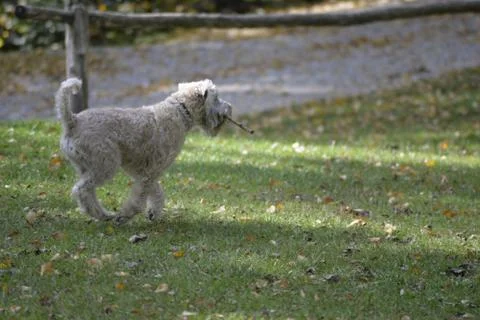 White dog running Stock Photos