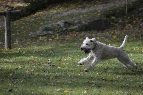 White dog running Stock Photos