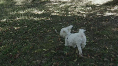 White Dog Running Slow Motion Stock Footage 30445458