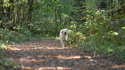 A white dog runs along the path during the day. Retriever walks in the woods. Stock Footage 140939062