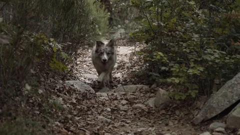 White Dog Runs Towards Camera in Forest Vídeo Stock 99996606