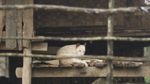 White dog scratches itself while sitting on a porch in rural Myanmar Video stock 95674639