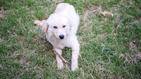 White dog sitting on a grass. Stock Photos