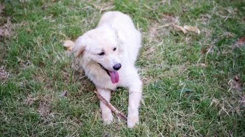 White dog sitting on a grass. Stock Photos